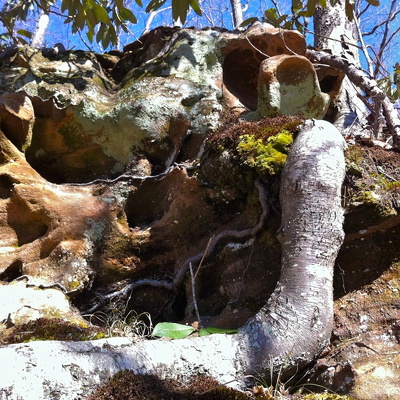 Chestnut Cliffs & Yale Arch